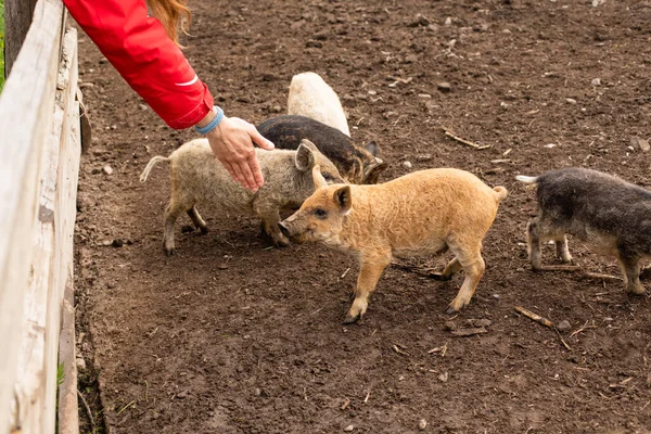 Schattige krullende biggen leven in outdoor kraal — Stockfoto