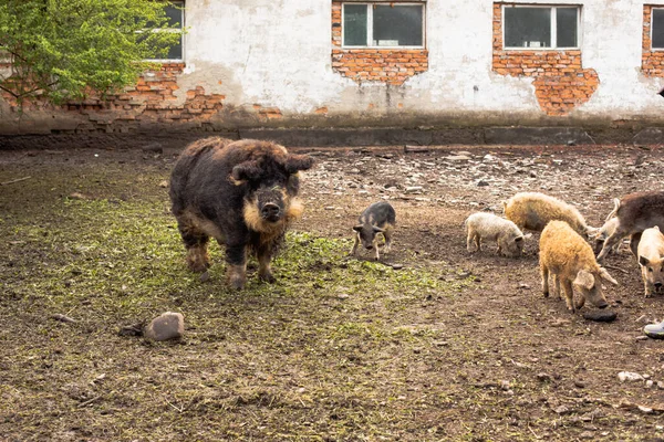 Porco sujo e leitões com cabelo encaracolado na fazenda ao ar livre — Fotografia de Stock