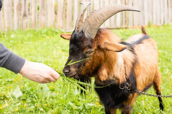 Beautiful horned goat chews grass given by farmer — Stock Photo, Image