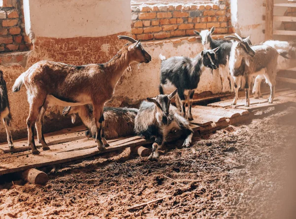 Cabras leiteiras no celeiro da tenda interior — Fotografia de Stock