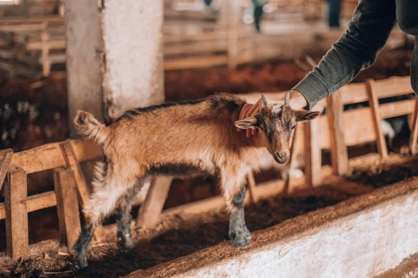 Cute brown goat kid sucking womans finger — Stock Photo, Image