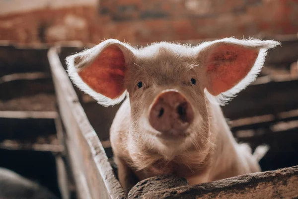 Young pig with dirty snout behind wooden fence