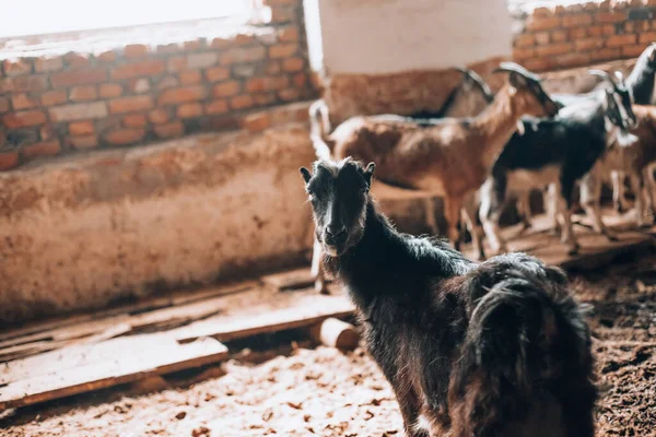 Cabra curiosa em curral de madeira olhando para a câmera — Fotografia de Stock