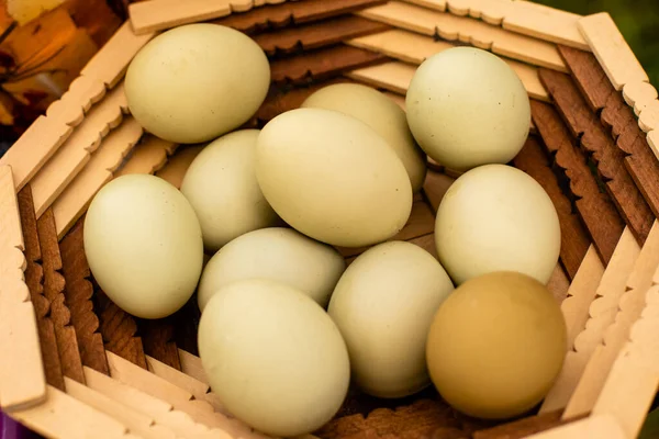 Os ovos caseiros da galinha Araucana — Fotografia de Stock