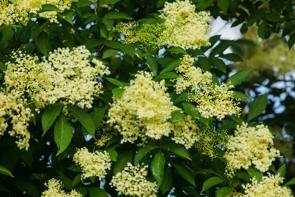 The blooming tree of the white elderberry flower — Stock Photo, Image