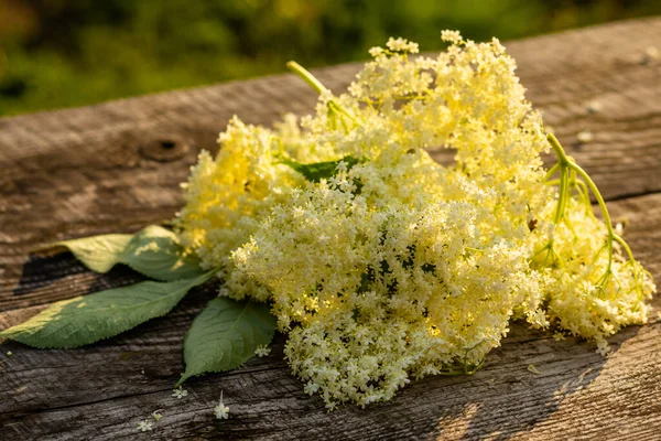 The wonderful white elderberry flowers on a wooden table — Stock Photo, Image