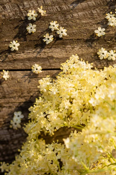 Tahta masadaki muhteşem beyaz mürver çiçekleri. — Stok fotoğraf