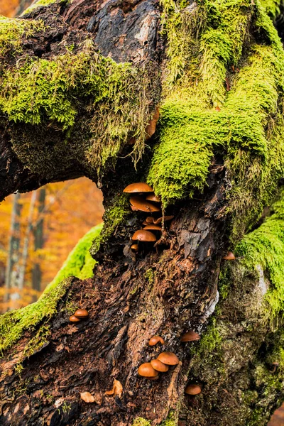 Natureza detalhes mashrooms e musgo na árvore podre — Fotografia de Stock