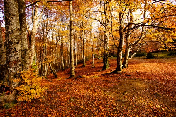 Warm autumn scenery in the fall forest — Stock Photo, Image