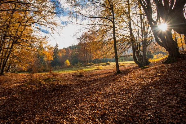 Warm autumn scenery in a forest with sunrays — Stock Photo, Image