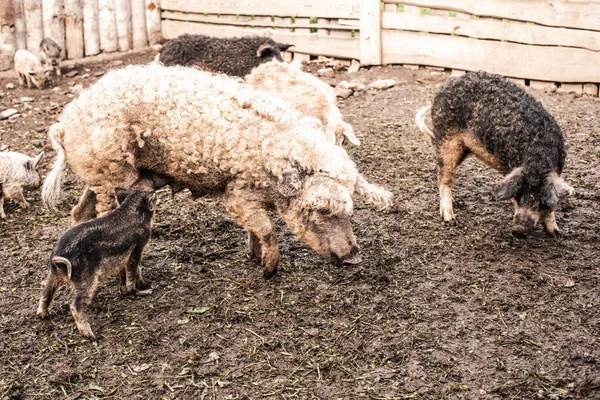 Brudna świnia i prosięta z kręconymi włosami w gospodarstwie na świeżym powietrzu — Zdjęcie stockowe