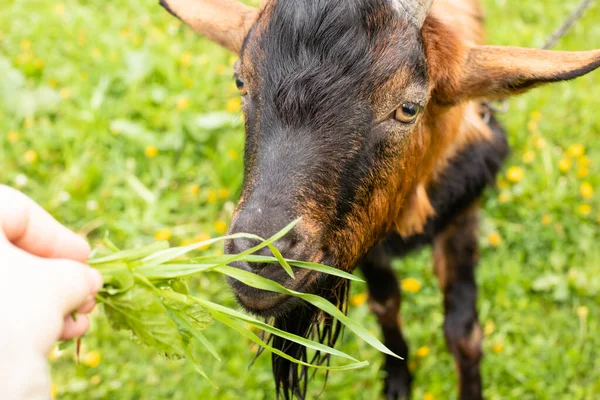 Bonito caprino chifre mastiga grama dada pelo agricultor — Fotografia de Stock