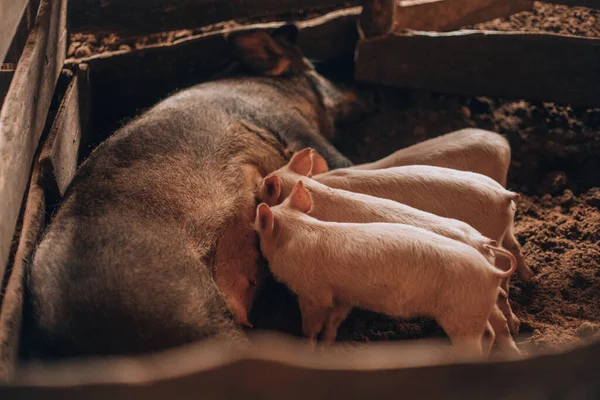 Porco de porca em um soalho amamentando leitões bonitos — Fotografia de Stock