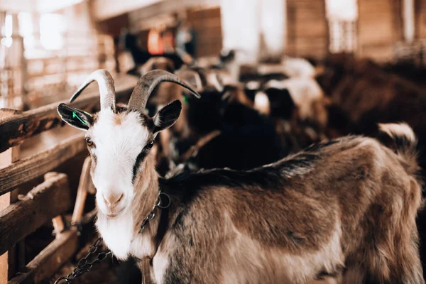 Ahırda siyah beyaz keçi — Stok fotoğraf