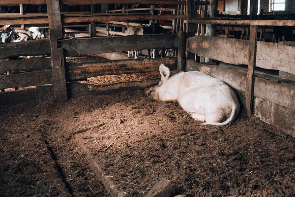 Große ausgewachsene männliche Schweine auf schlammigem Boden — Stockfoto