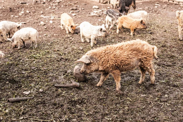 Špinavé prase a selata s kudrnatými vlasy na venkovní farmě — Stock fotografie