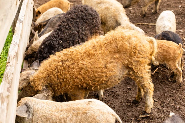 Kontaktní zoo s roztomilé mangalica kudrnaté prasata — Stock fotografie