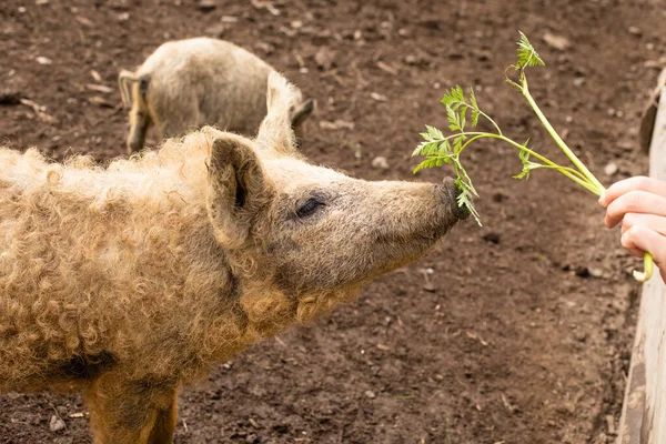 옥외 우리에 사는 귀여운 새끼 돼지 — 스톡 사진