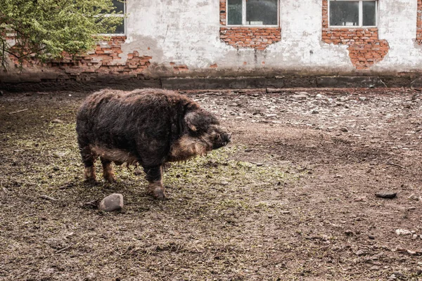 Vuil varken en biggen met krullend haar op de boerderij — Stockfoto