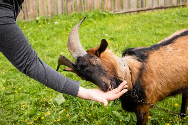 Beautiful horned goat chews grass given by farmer — Stock Photo, Image