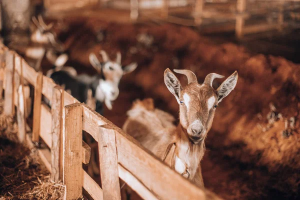 Curious goat in wooden corral looking at the camera — Stock Photo, Image