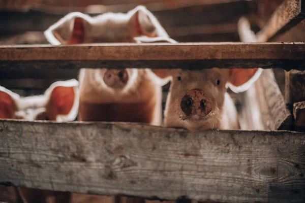 Varkens proberen uit het houten hek te komen — Stockfoto