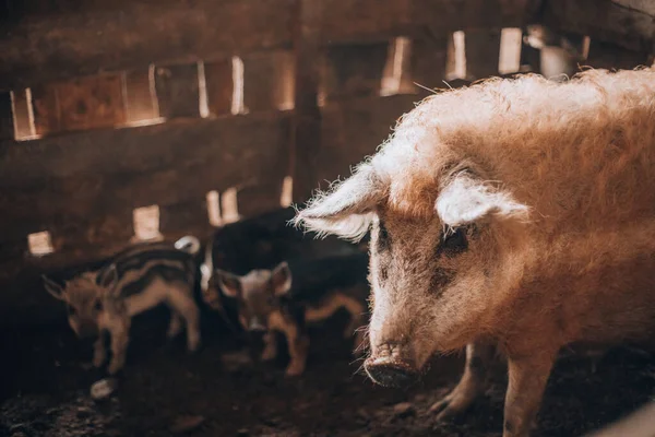 Dorosła biała włochata świnia mangalica z prosiętami — Zdjęcie stockowe
