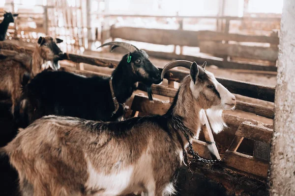 Nieuwsgierige geit in houten kraal kijkend naar de camera — Stockfoto