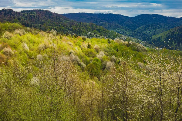 Wonderful spring landscape in the mountains with a flowering trees — Stock Photo, Image