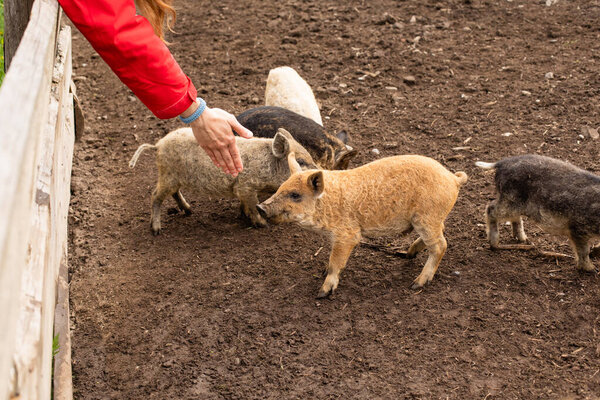 Cute curly piglets living in outdoor corral