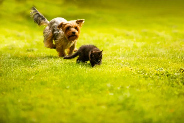Lindo gatito y Yorkshire terrier jugando fuera en la hierba — Foto de Stock
