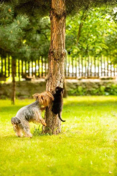 Perro ha cogido un gatito en un tronco de árbol y sosteniéndolo — Foto de Stock