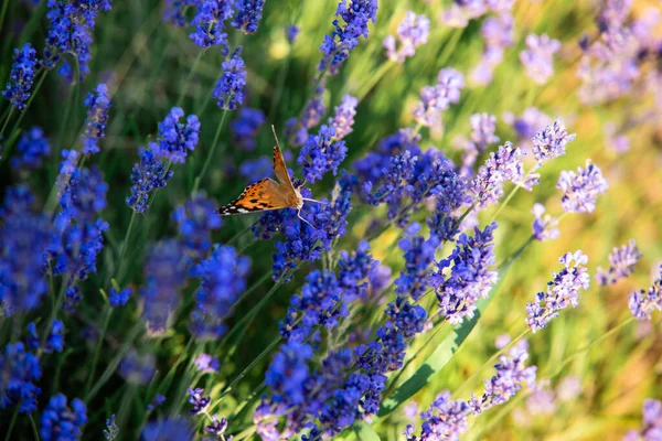 De feloranje vlinder zit op een lavendelstruik — Stockfoto