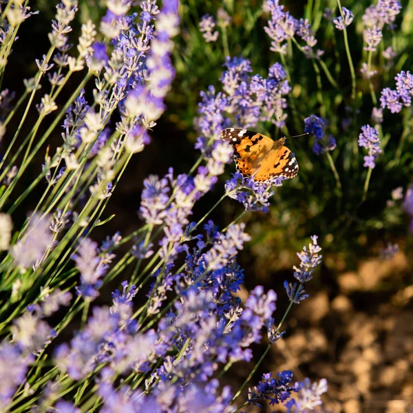 The bright orange butterfly sits on a lavender bush — Stock Photo, Image