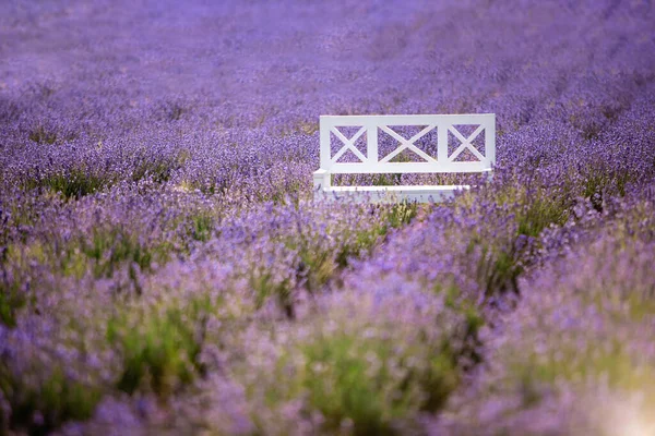 De lege witte bank in het midden van een lavendelveld — Stockfoto