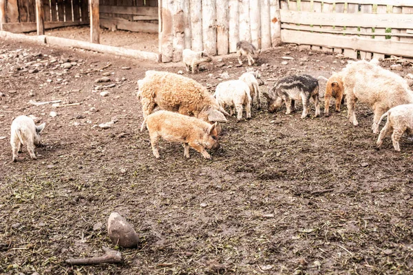 Sporco maiale e maialini con i capelli ricci in fattoria all'aperto — Foto Stock