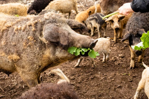 Kontaktní zoo s roztomilé mangalica kudrnaté prasata — Stock fotografie