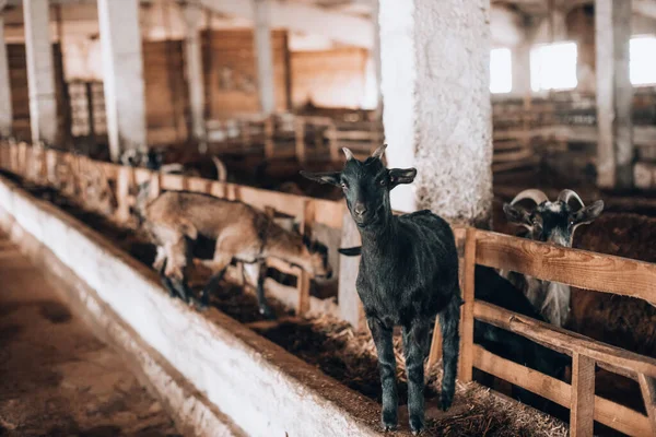Curiosa capra in un recinto di legno guardando la macchina fotografica — Foto Stock