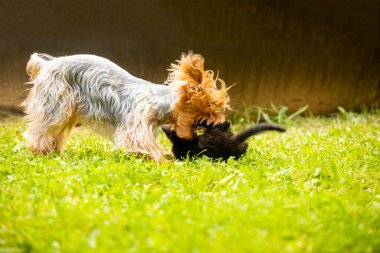 Safkan köpek ve siyah kedi yeşil çimlerde
