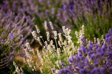 Beyaz ve mor lavantalı huzurlu bir manzara.