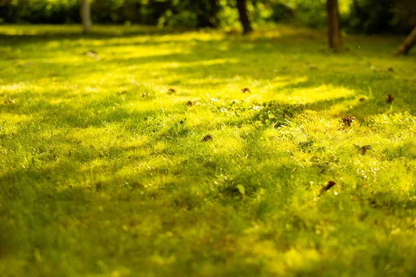 Üzerinde çam kozalakları olan yaz çimenliği. — Stok fotoğraf