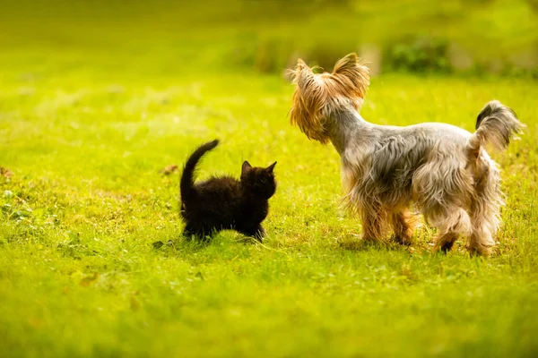 Gatito y perro pasar tiempo juntos en el patio trasero — Foto de Stock