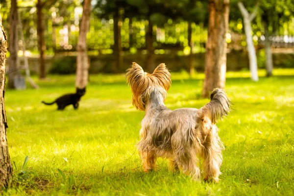 Small doggy chasing cute black kitten on the lawn — Stock Photo, Image