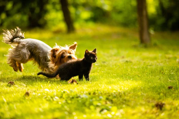 Pequeño perrito persiguiendo lindo negro gatito en el césped — Foto de Stock