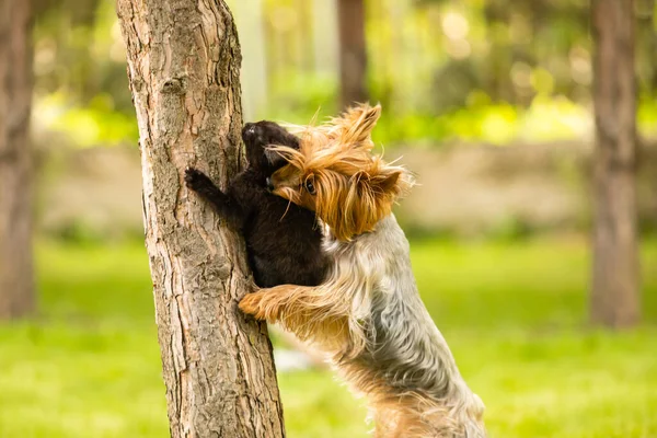 Perro ha cogido un gatito en un tronco de árbol y sosteniéndolo — Foto de Stock