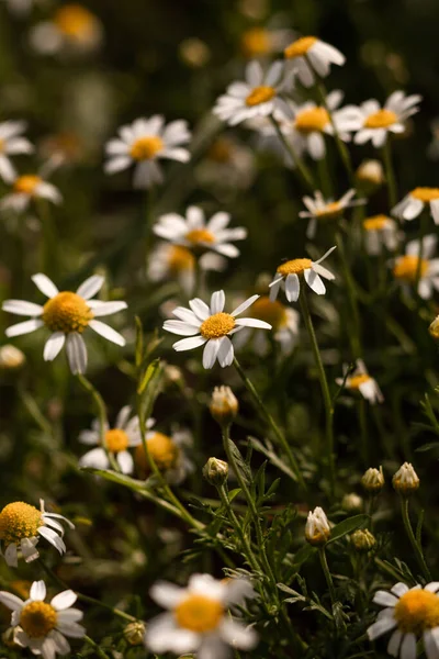 The beautiful bush of chamomile on a summer day — Stock Photo, Image