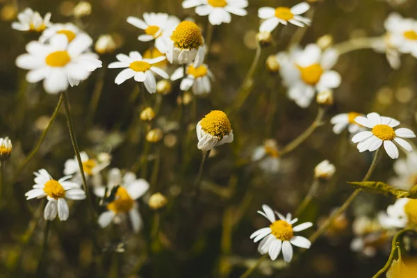 The beautiful bush of chamomile on a summer day — Stock Photo, Image