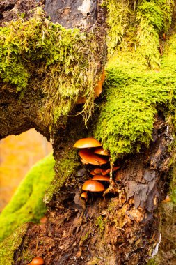 Doğa detayı çürümüş ağaçta mantar ve yosun.