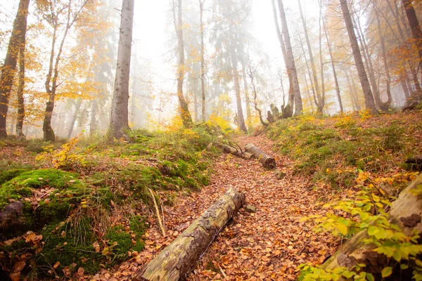 La grande quercia vecchia nella foresta autunnale — Foto Stock