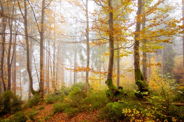 The big old oak tree in the autumn forest — Stock Photo, Image